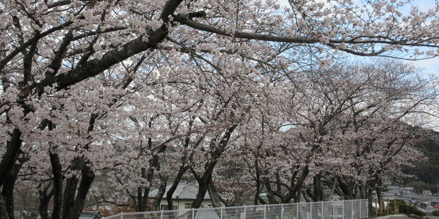幡豆はず情報室